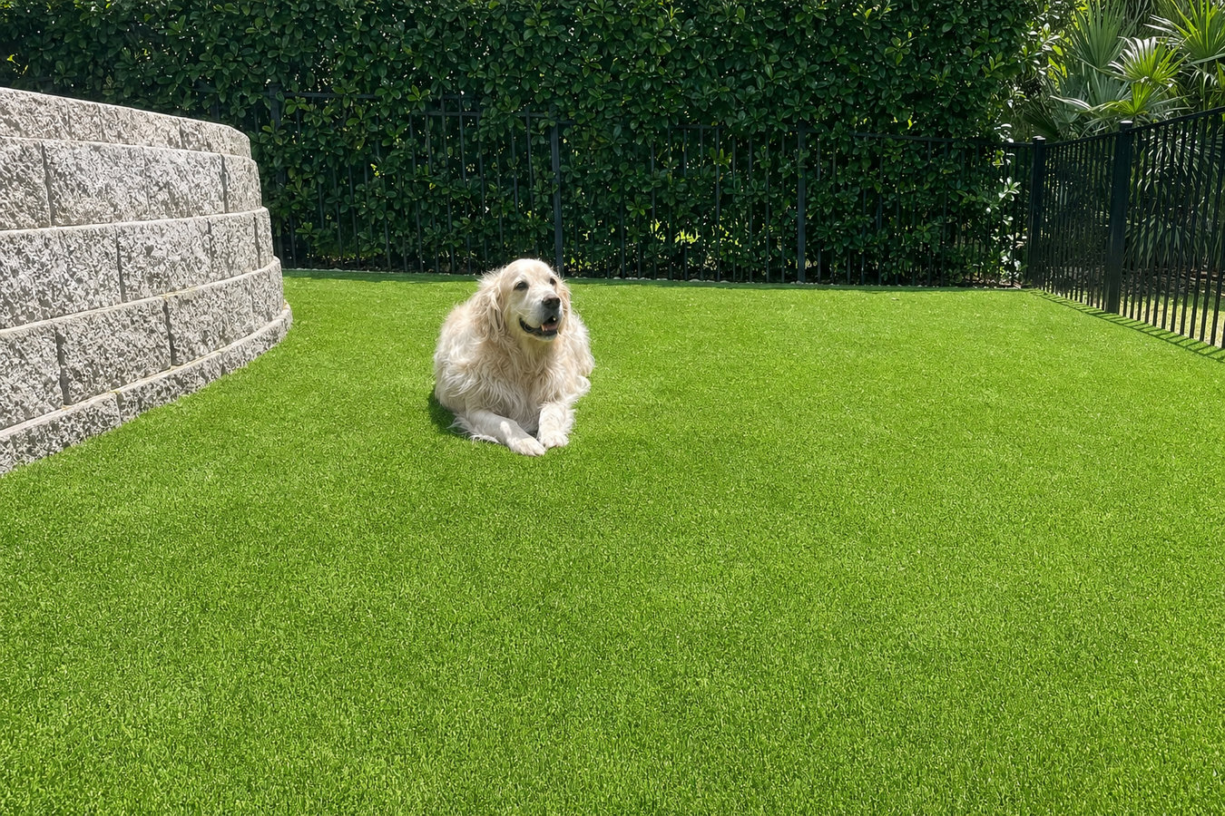 Pet-friendly turf